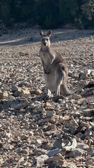 A close-up portrait of a curious kangaroo standing upright on rocky ground in Australian bushland. Perfect for wildlife, travel, and nature themes, showcasing unique Australian fauna.