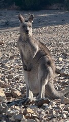 A close-up portrait of a curious kangaroo standing upright on rocky ground in Australian bushland. Perfect for wildlife, travel, and nature themes, showcasing unique Australian fauna.