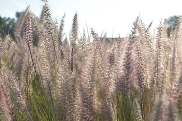 field of wild flowers and some grass in the park
