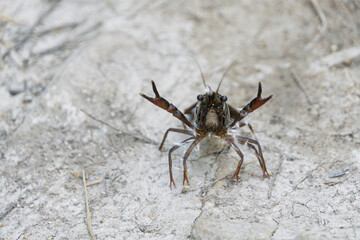Creepy Crawly Crayfish in Mallorca