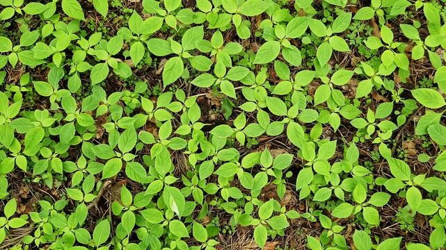 Impatiens parviflora. Forest litter, top view. Spring vegetation in the forest, fresh green leaves. Green carpet in the forest. Natural background. Wild nature