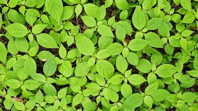 Impatiens parviflora. Forest litter, top view. Spring vegetation in the forest, fresh green leaves. Green carpet in the forest. Natural background. Wild nature