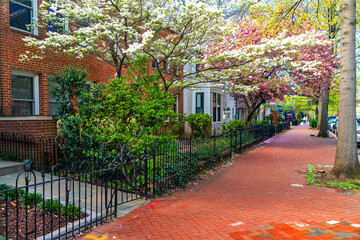 Colorful rowhouses on Capitol Hill in Washington, DC. Historic charm and springtime bloom. © kosoff