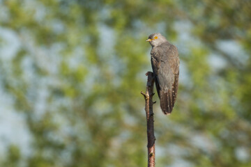 common cuckoo