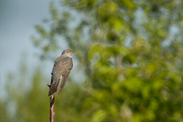 common cuckoo