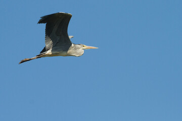 grey heron