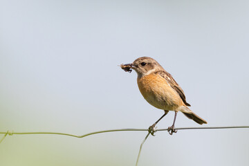 feeding stonechat