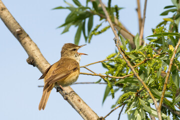 great reed warbler