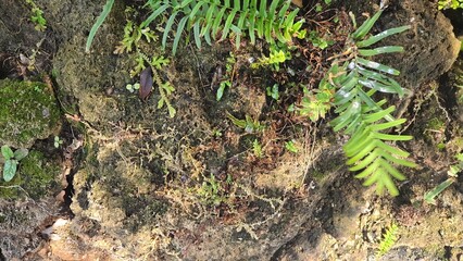 The ground in the garden consists of soil, rocks and various plants. The garden is moist and wet.