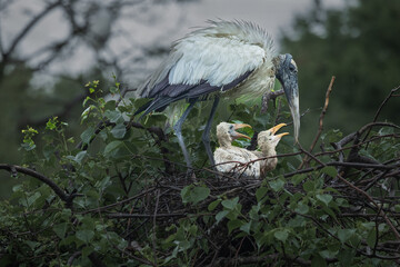 Wood Stork with two chicks at Cypress Wetlands, Beaufort, South Carolina.
