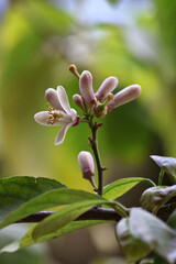 Delicate orange blossoms with vibrant green leaves captured in soft, natural light. The gentle floral scene evokes freshness, springtime, and the subtle beauty of citrus trees in bloom.