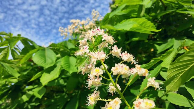 Blossoming chestnut with vibrant green leaves against a blue sky