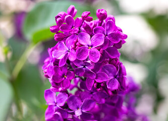 Vibrant purple lilac blossoms in full bloom with blurred green foliage background