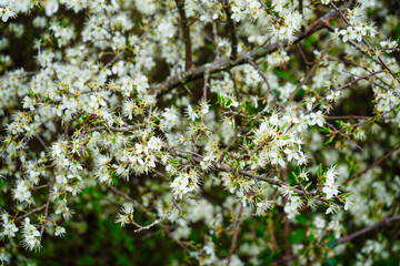 Close up of a blossoming hawthorn tree with white flowers