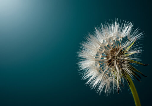 Dandelion seed head against dark teal background featuring delicate details of dandelion fluffs with seeds and stem. Dandelion seeds are ready to fly in the wind - Powered by Adobe