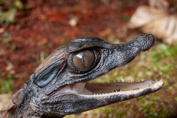 Caiman eyes