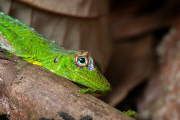 Anole head