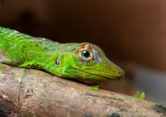 Fototapeta premium Anole eye