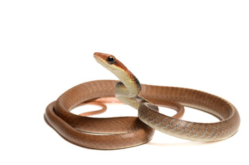 Fototapeta premium Racer Snake