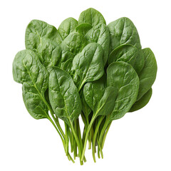Fresh spinach leaves bunch isolated on black background healthy food diet on transparent background