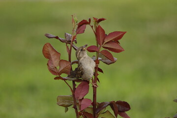 sparrow, bird, flower, nature, plant, red, leaf, spring, tree, rose, blossom, flowers, branch, summer, garden, bloom, pink, flora, leaves, bud, white, isolated, bush, petal, beauty, stem, macro
