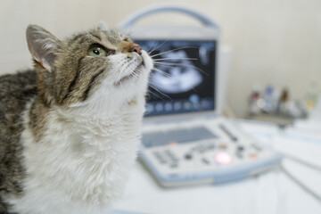 A kitten sitting in front of an ultrasound machine in a modern veterinary clinic, displaying the scanning results. Concept: advanced veterinary care, medical diagnostics, animal health.