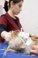 In a modern veterinary clinic, a small dog undergoes an ultrasound on the examination table. Concept: veterinary care, pet health, modern diagnostics.