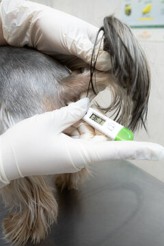 Close-up of a thermometer being used for rectal temperature measurement of a dog in a modern veterinary clinic. Concept: veterinary diagnostics, precise temperature monitoring, pet health.