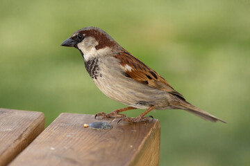 bird, sparrow, nature, wildlife, animal, wild, brown, beak, feather, branch, small, feathers, birds, garden, tree, songbird, thrush, chaffinch