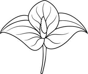 Anthurium Flower Line Art Botanical Illustration