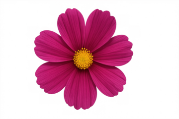 Close-up of a pink cosmos flower with a yellow center, isolated on a transparent background, perfect for design projects