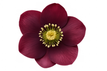 Delicate christmas rose bloom revealing elegant white petals and subtle green center, isolated on transparent backdrop