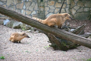 South American coatis (Nasua nasua) seen in a zoo, natural habitat with a rocky enclosure and dry...