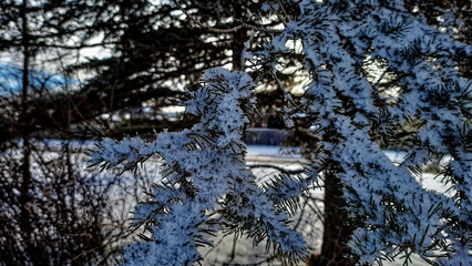 branch and bush covered with snow on a bright winter day 