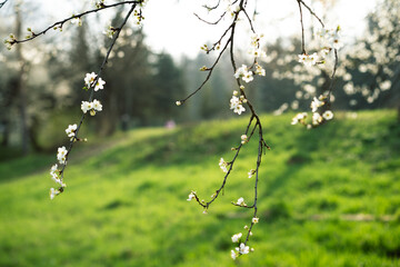 Blossoming branches sway gently over a vibrant green field in springtime sunlight