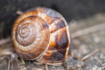 Close-up view of a brown spiral snail in its natural habitat on a moist surface during daylight