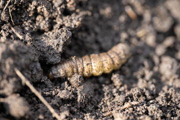 Caterpillar crawling through rich soil in a garden during early spring season