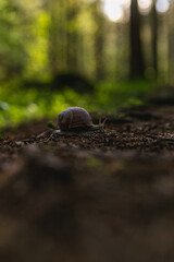 A snail slowly crawls across a forest path, bathed in warm light with a soft, blurred background of trees and moss — a quiet moment in nature.