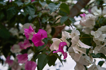Vibrant pink and white bougainvillea flowers amid lush green foliage