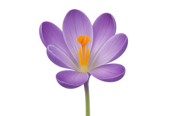 Obraz premium Purple crocus blossoming with bright orange pistil, delicate petals emerging against transparent backdrop, signaling seasonal awakening