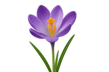 Fototapeta premium Purple crocus flower with vivid orange pistil, blossoming softly against luminous backdrop, symbolizing springtime renewal