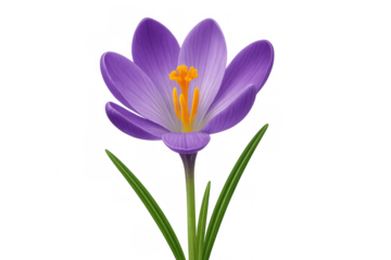 Purple crocus flower with vivid orange pistil, blossoming softly against luminous backdrop, symbolizing springtime renewal