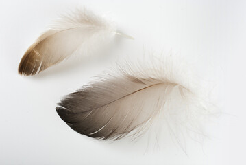 Beautiful little bird feather. Black little feather on gray background.