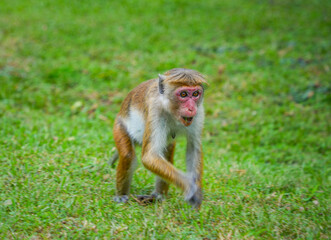 Macaque near Pidurangala Rock, Sigiriya, Sri Lanka, Asia	