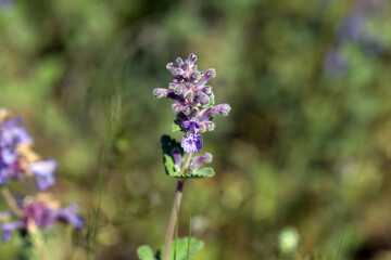 Dwarf catnip, Nepeta racemosa