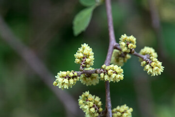 Inflorescence of a fragrant sumac, Rhus aromatica