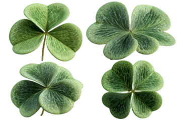 Four Green Clovers Detailed Views Lucky Charms St Patricks Day,