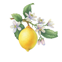 Fresh citrus yellow lemon fruit. Lemon tree branch with green leaves and flowers. Watercolor hand-drawn illustration on white background