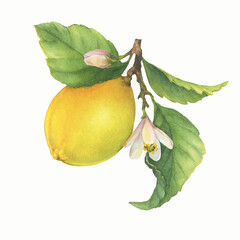 Fresh citrus yellow lemon fruit. Lemon tree branch with green leaves and flowers. Watercolor hand-drawn illustration on white background