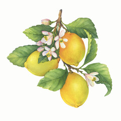 Fresh citrus yellow lemons fruit. Lemon tree branch with green leaves and flowers. Watercolor hand-drawn illustration on white background